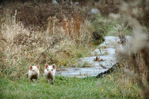 我們的環(huán)境會(huì)好嗎？——“數(shù)說(shuō)”大氣、水、土壤污染防治三大戰(zhàn)役